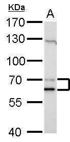 Anti-Lamin A/C Antibody
