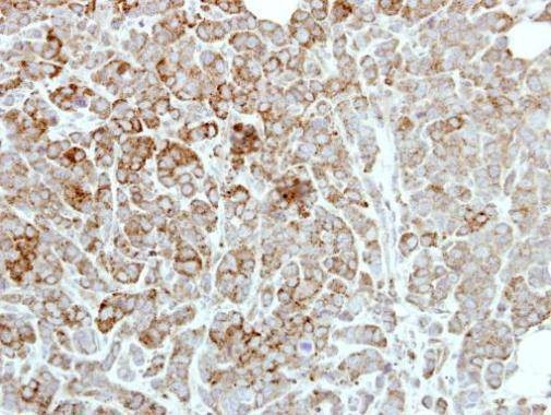 Anti-PDE1A Antibody