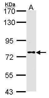 Anti-DPRP1 (N-term) Antibody