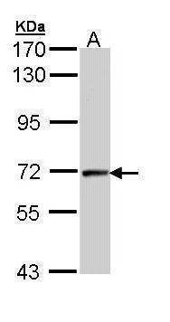 Anti-cyclin T2 (C-term) Antibody