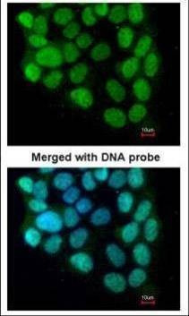 Anti-cyclin T2 (C-term) Antibody