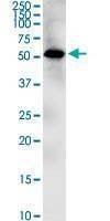 Anti-ZIC1 Antibody