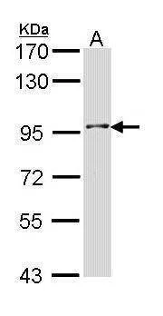 Anti-INPP5B (C-term) Antibody