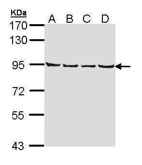 Anti-LETM1 Antibody