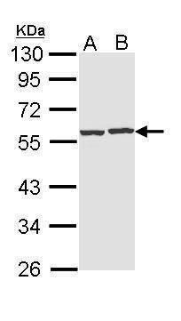 Anti-CAP1 Antibody