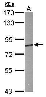 Anti-HHIP (internal) Antibody