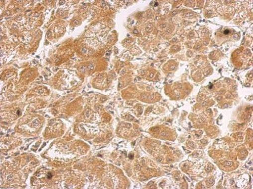 Anti-HHIP (internal) Antibody