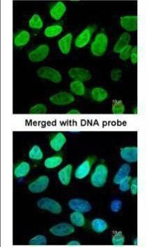 Anti-VCP (N-term) Antibody