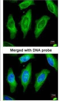Anti-STK24 (internal) Antibody