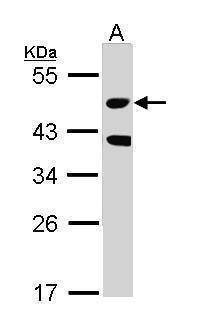 Anti-STK24 (internal) Antibody