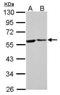 Anti-FKBP4 Antibody