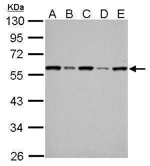 Anti-FKBP4 Antibody
