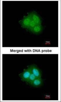 Anti-FKBP4 Antibody