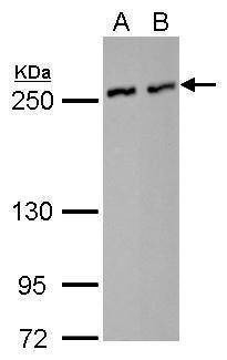 Anti-NuMA (N-term) Antibody