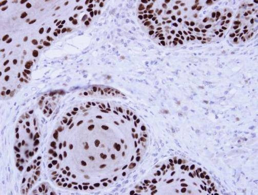 Anti-NuMA (N-term) Antibody
