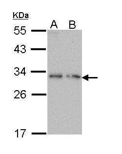 Anti-PDYN Antibody