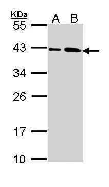 Anti-SAE1 Antibody