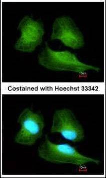 Anti-Cullin 7 (C-term) Antibody