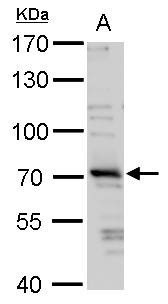 Anti-TRIM32 Antibody