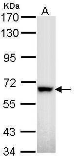 Anti-RAD18 Antibody