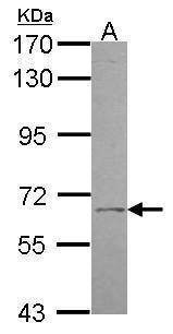 Anti-UGT1A9 Antibody