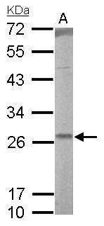 Anti-RALA Antibody