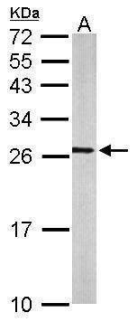 Anti-RALA Antibody