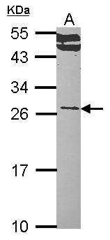 Anti-RALA Antibody