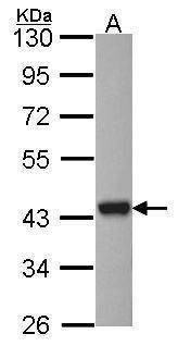 Anti-ASNA1 Antibody