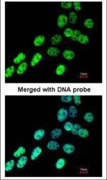 Anti-hnRNP F Antibody