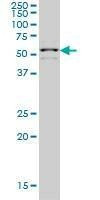 Anti-ZNF136 Antibody