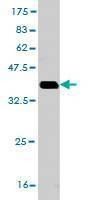 Anti-ZNF136 Antibody