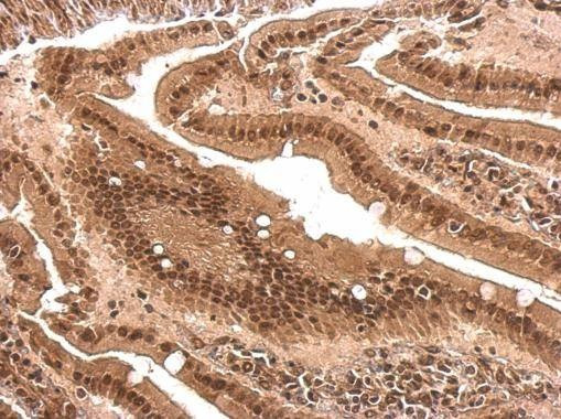 Anti-PCBP2 Antibody