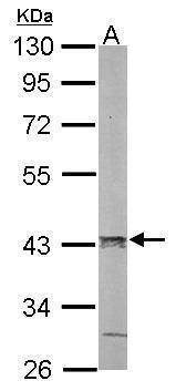 Anti-PCBP2 Antibody