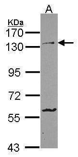 Anti-PCDH1 (C-term) Antibody