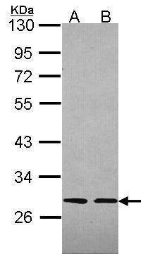 Anti-Slap Antibody