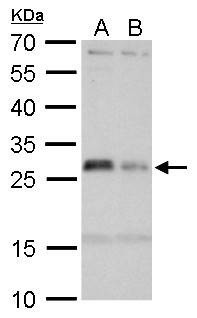 Anti-HLA-DMA Antibody