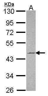 Anti-Tuftelin 1 Antibody