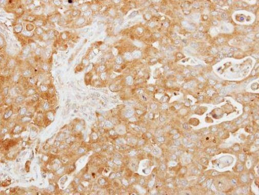 Anti-Tuftelin 1 Antibody
