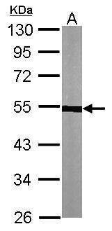 Anti-alpha Tubulin 1A Antibody