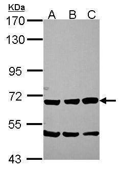 Anti-Chromogranin C Antibody