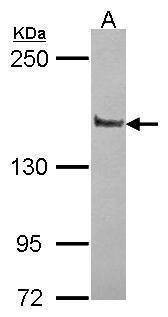 Anti-Liprin alpha 1 (N-term) Antibody