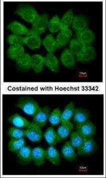 Anti-Liprin alpha 1 (N-term) Antibody