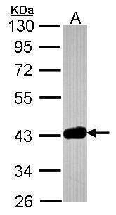 Anti-GRAP2 Antibody
