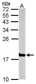 Anti-Histone H3.3B Antibody