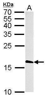 Anti-Histone H3.3B Antibody