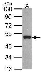 Anti-Peripherin Antibody