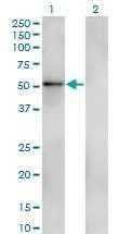 Anti-ZNF207 Antibody