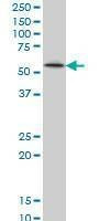 Anti-ZNF207 Antibody