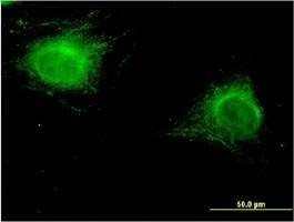Anti-ZNF239 Antibody
